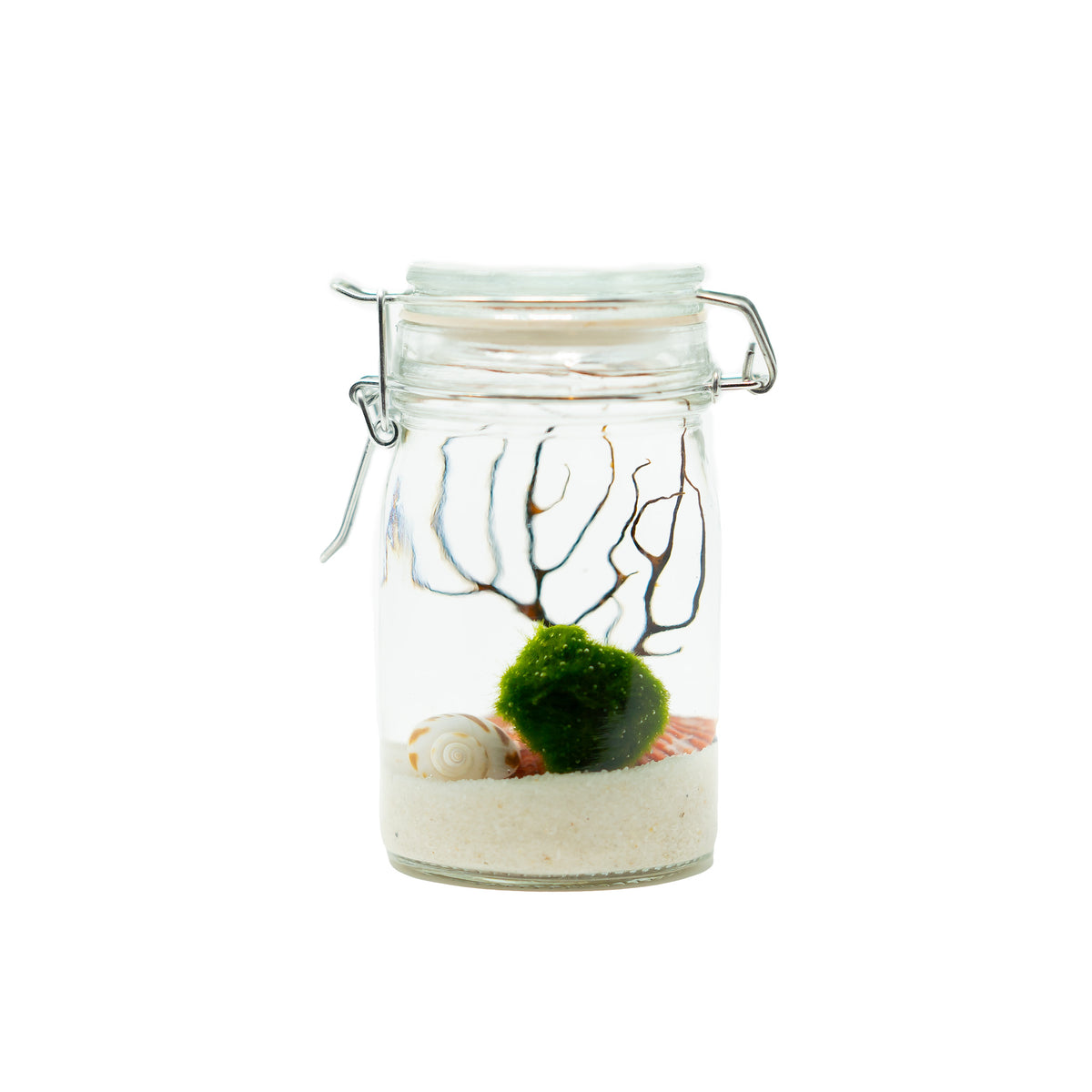 MID-SIZED TALL BABY  MARIMO MOSS BALL TERRARIUM – OH MY PLANTA