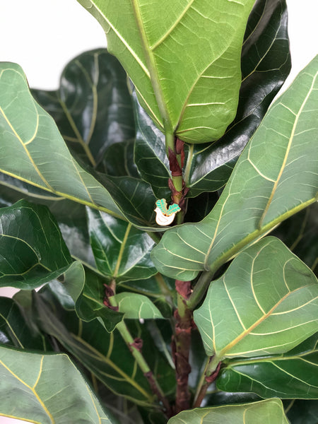 Ficus Lyrata Enamel Pin