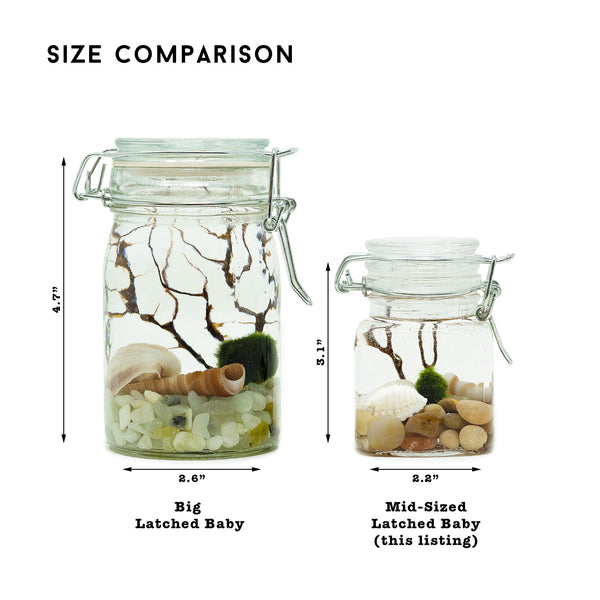 "MID-SIZED LATCHED BABY" | MARIMO MOSS BALL TERRARIUM