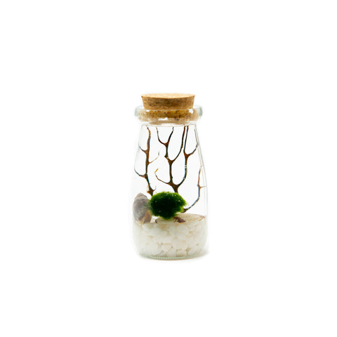 Marimo Moss Ball Eco-Glass Jar Reviews – CusRev